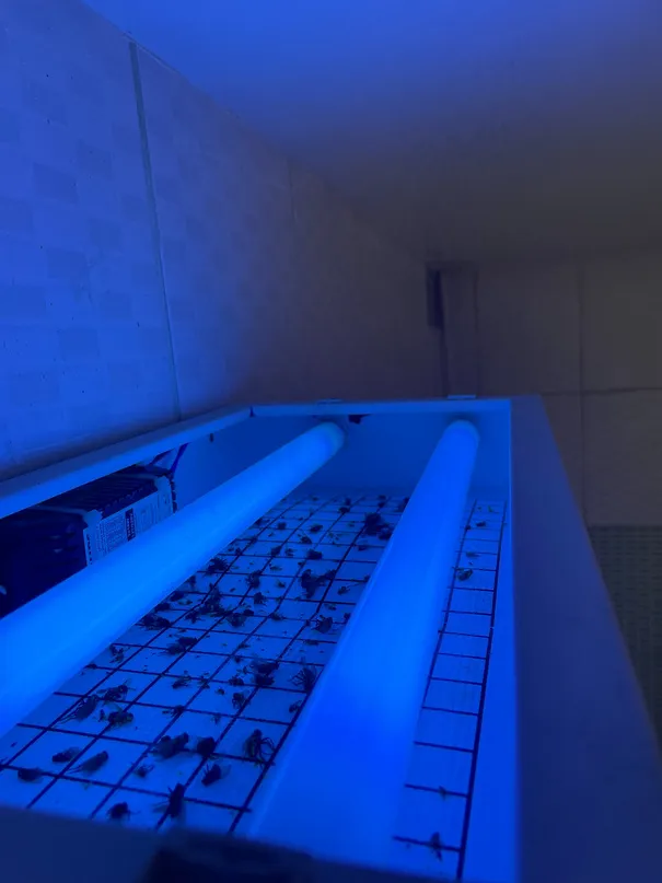 Armadilha luminosa UV real em operação, ponto de monitoramento da EGPEC